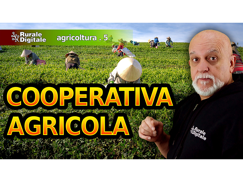 cooperativa agricola